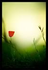Feeling Red by `gilad on deviantART