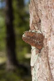 Attēlu rezultāti vaicājumam “Phellinus pini”