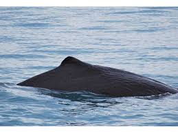 Image result for Physeter macrocephalus