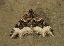 Attēlu rezultāti vaicājumam “Euphyia unangulata”