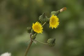 Attēlu rezultāti vaicājumam “Sonchus oleraceus bud”