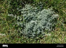 Attēlu rezultāti vaicājumam “Cirsium palustre leaf”
