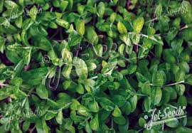 Attēlu rezultāti vaicājumam “Veronica officinalis fruit”