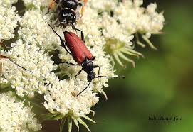 Attēlu rezultāti vaicājumam “Anastrangalia sanguinolenta female”