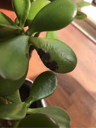 Attēlu rezultāti vaicājumam “Rubus nessensis leaf”