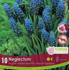 Attēlu rezultāti vaicājumam “Muscari neglectum”