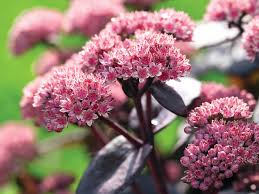 Attēlu rezultāti vaicājumam “Hylotelephium telephium flower”