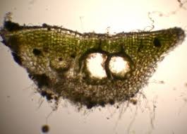 Attēlu rezultāti vaicājumam “Riccia sorocarpa macro”