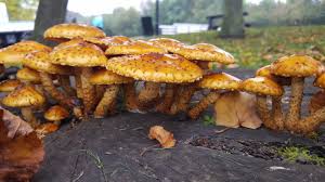 Attēlu rezultāti vaicājumam “Pholiota aurivella”