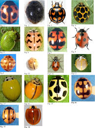 Attēlu rezultāti vaicājumam “Coccinellidae”