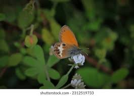 Attēlu rezultāti vaicājumam “Coenonympha arcania underside”