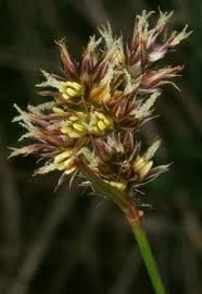 Attēlu rezultāti vaicājumam “Luzula multiflora”