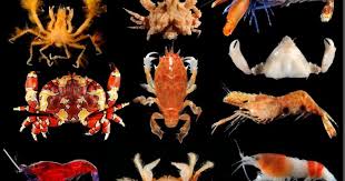 Attēlu rezultāti vaicājumam “Crustacea”