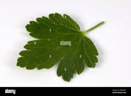 Attēlu rezultāti vaicājumam “Ribes uva-crispa leaf”