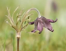 Attēlu rezultāti vaicājumam “Pulsatilla pratensis bud”