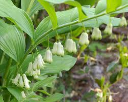 Attēlu rezultāti vaicājumam “Polygonatum multiflorum  leaf”