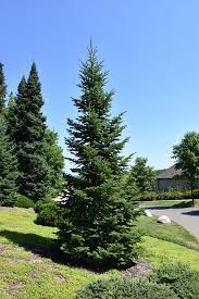 Attēlu rezultāti vaicājumam “Abies balsamea”