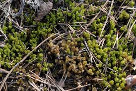 Attēlu rezultāti vaicājumam “Dicranum spurium”