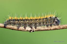 Attēlu rezultāti vaicājumam “Lasiocampa trifolii”