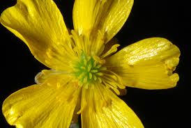 Attēlu rezultāti vaicājumam “Ranunculus acris flower”