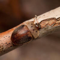 Attēlu rezultāti vaicājumam “Cychramus variegatus”