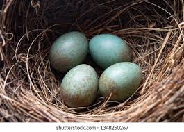 Attēlu rezultāti vaicājumam “Turdus merula eggs”