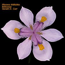 Attēlu rezultāti vaicājumam “Iridaceae”