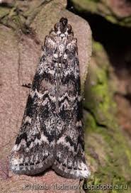 Attēlu rezultāti vaicājumam “Dioryctria abietella”