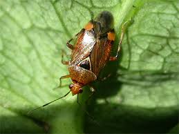 Attēlu rezultāti vaicājumam “Deraeocoris ruber imago”