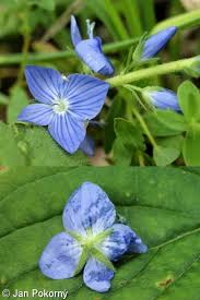 Attēlu rezultāti vaicājumam “Veronica austriaca subsp. teucrium leaf”