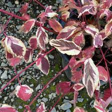 Attēlu rezultāti vaicājumam “Cornus sericea”