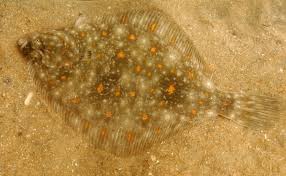 Image result for Pleuronectes platessa