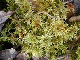 Attēlu rezultāti vaicājumam “Hylocomium splendens”