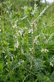 Attēlu rezultāti vaicājumam “Vicia tenuifolia flower”