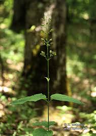 Attēlu rezultāti vaicājumam “Scrophularia nodosa”