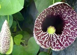 Attēlu rezultāti vaicājumam “Aristolochia durior”