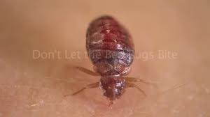 Image result for bed bugs