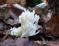 Attēlu rezultāti vaicājumam “Clavulinopsis cinerioides”