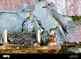 Attēlu rezultāti vaicājumam “Muscicapa striata nest”