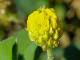 Attēlu rezultāti vaicājumam “Medicago lupulina flower”