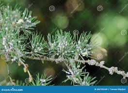 Attēlu rezultāti vaicājumam “Sacchiphantes abietis”