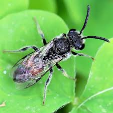 Attēlu rezultāti vaicājumam “Symmorphus sp.”