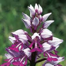 Attēlu rezultāti vaicājumam “Orchis militaris leaf”