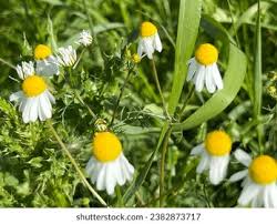 Attēlu rezultāti vaicājumam “Matricaria chamomilla flower”
