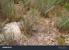 Attēlu rezultāti vaicājumam “Corynephorus canescens”