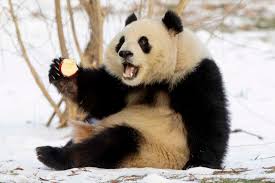 Image result for pandas