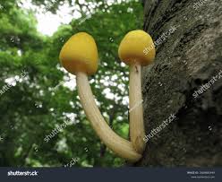 Attēlu rezultāti vaicājumam “Pluteus leoninus”