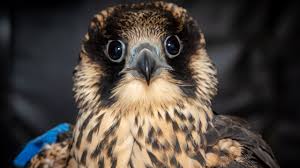 Image result for Ukc Falcons