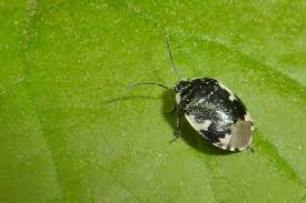 Attēlu rezultāti vaicājumam “Tritomegas bicolor imago”