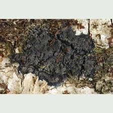 Attēlu rezultāti vaicājumam “Parmeliella triptophylla”